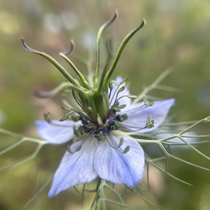 Nigella