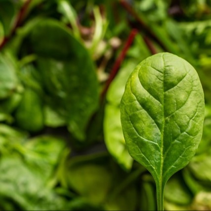 Spinach