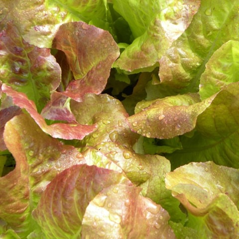 Winter Lettuce