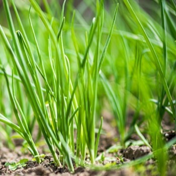 Spring Onions
