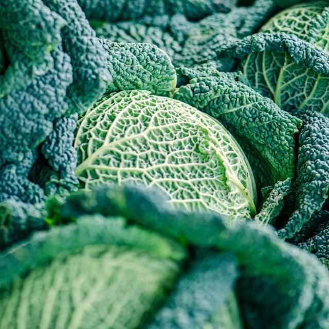 Cabbage