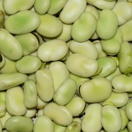 Broad Beans (aka Fava Beans)