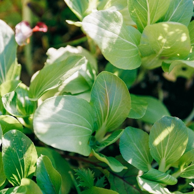 Pak Choi