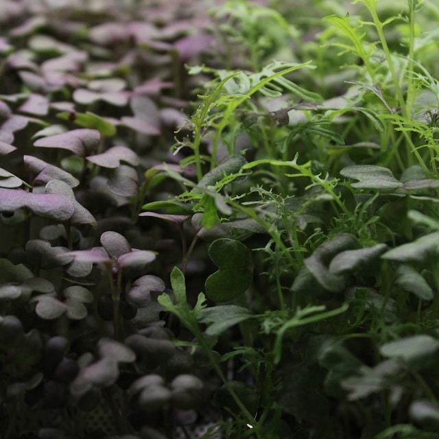 Mustard Greens