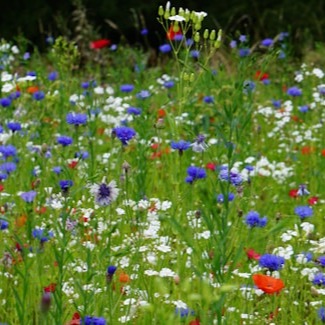 10 Flowers You Can Sow in September