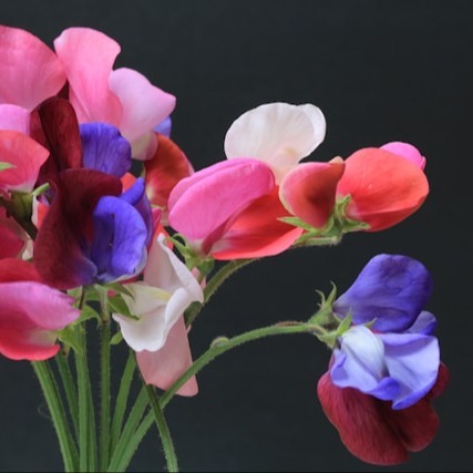 Sweet Peas