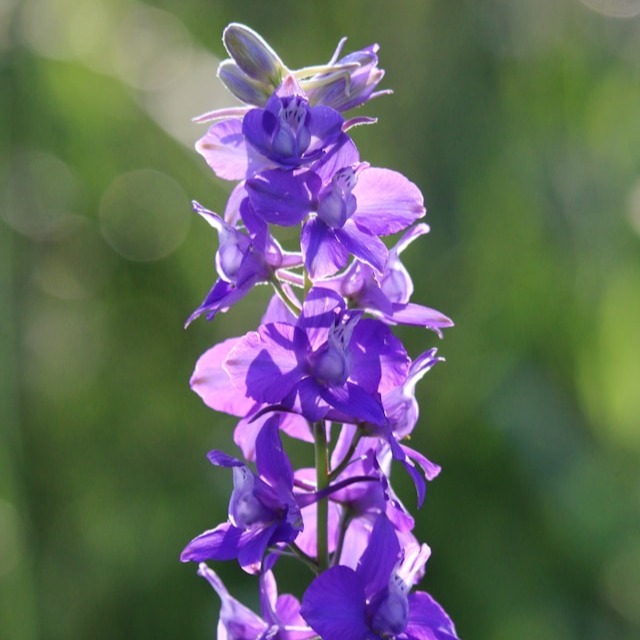 Larkspur