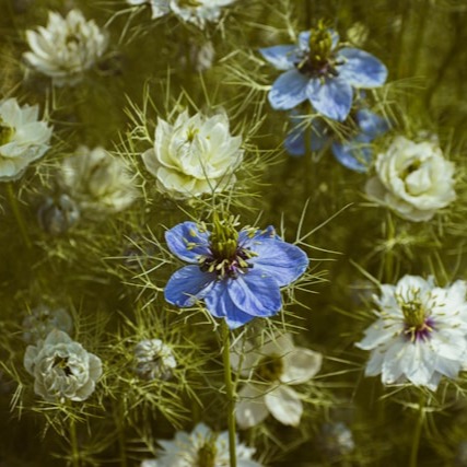 Nigella