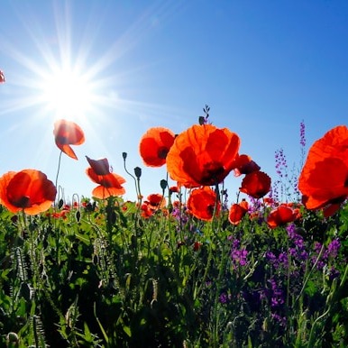 Poppy