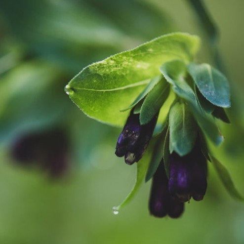 Cerinthe