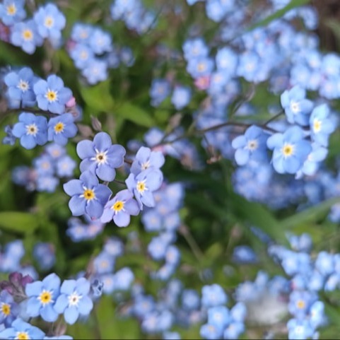 Forget-me-not
