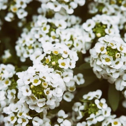Alyssum