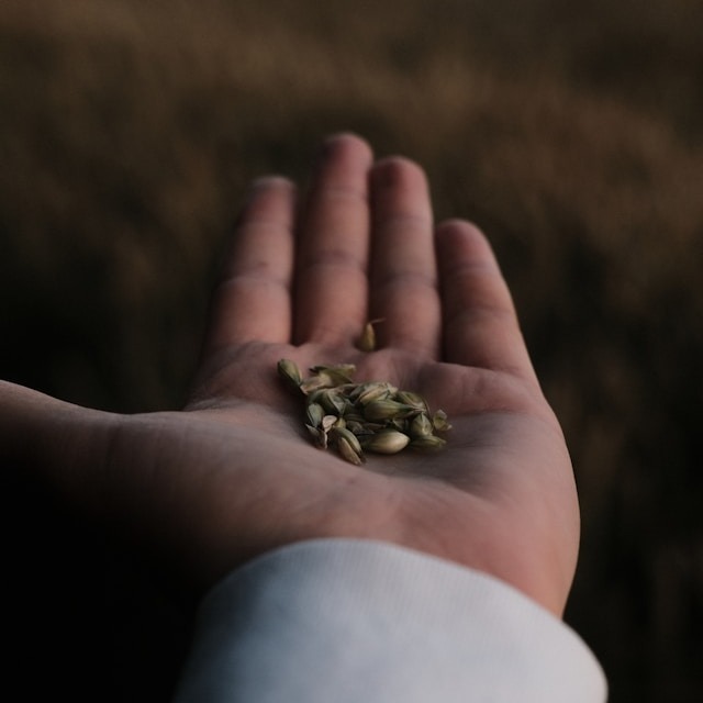 Seed Swapping vs. Buying